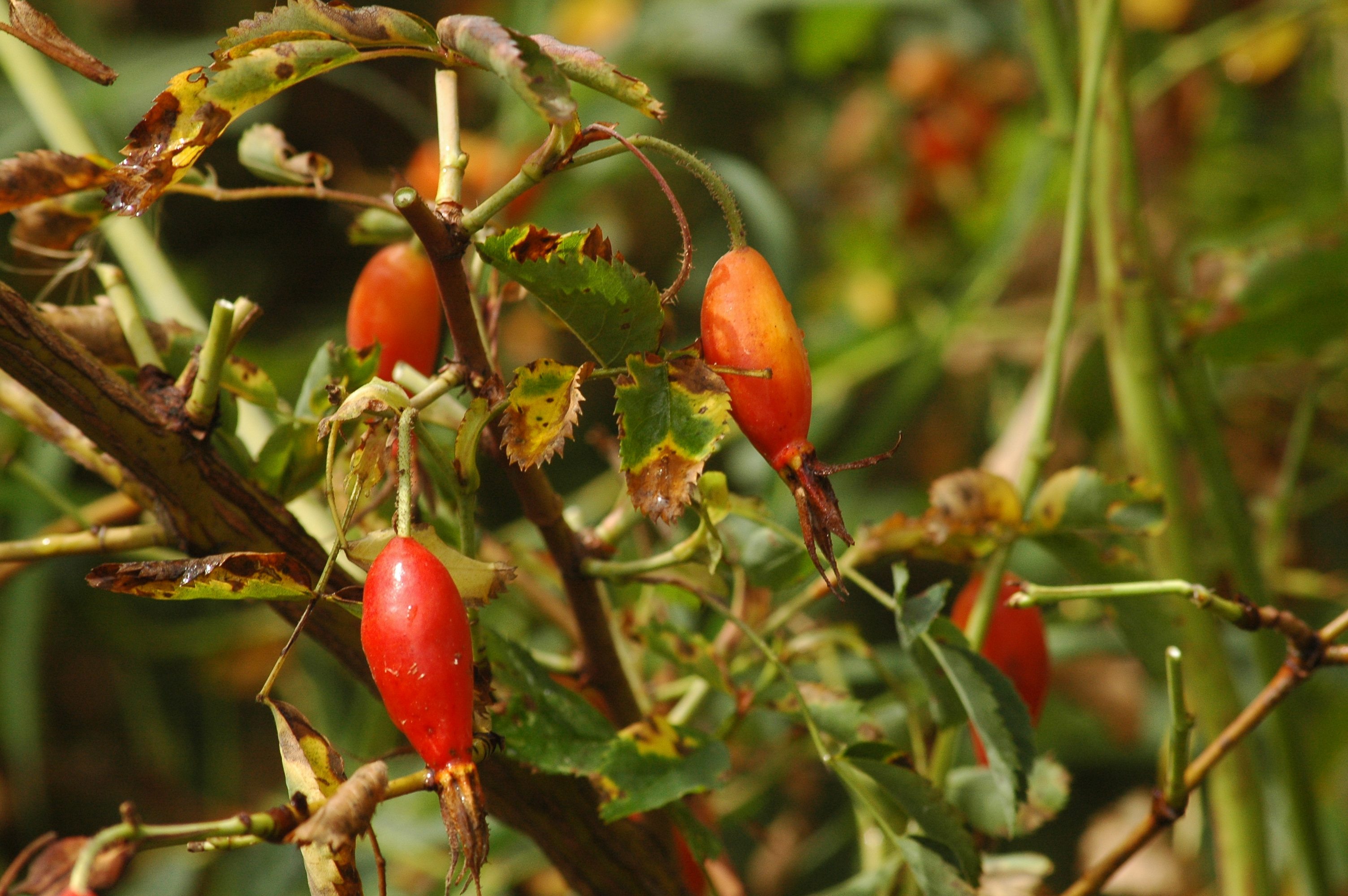 Rosa pendulina