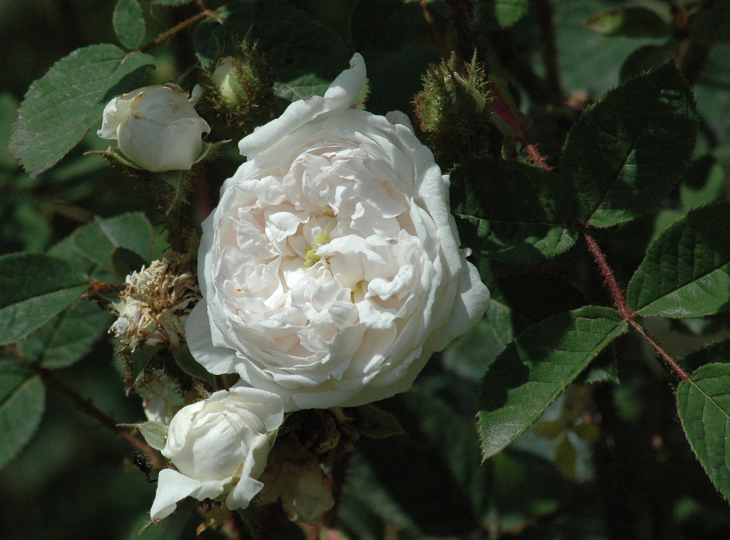 ‘Blanche Moreau’