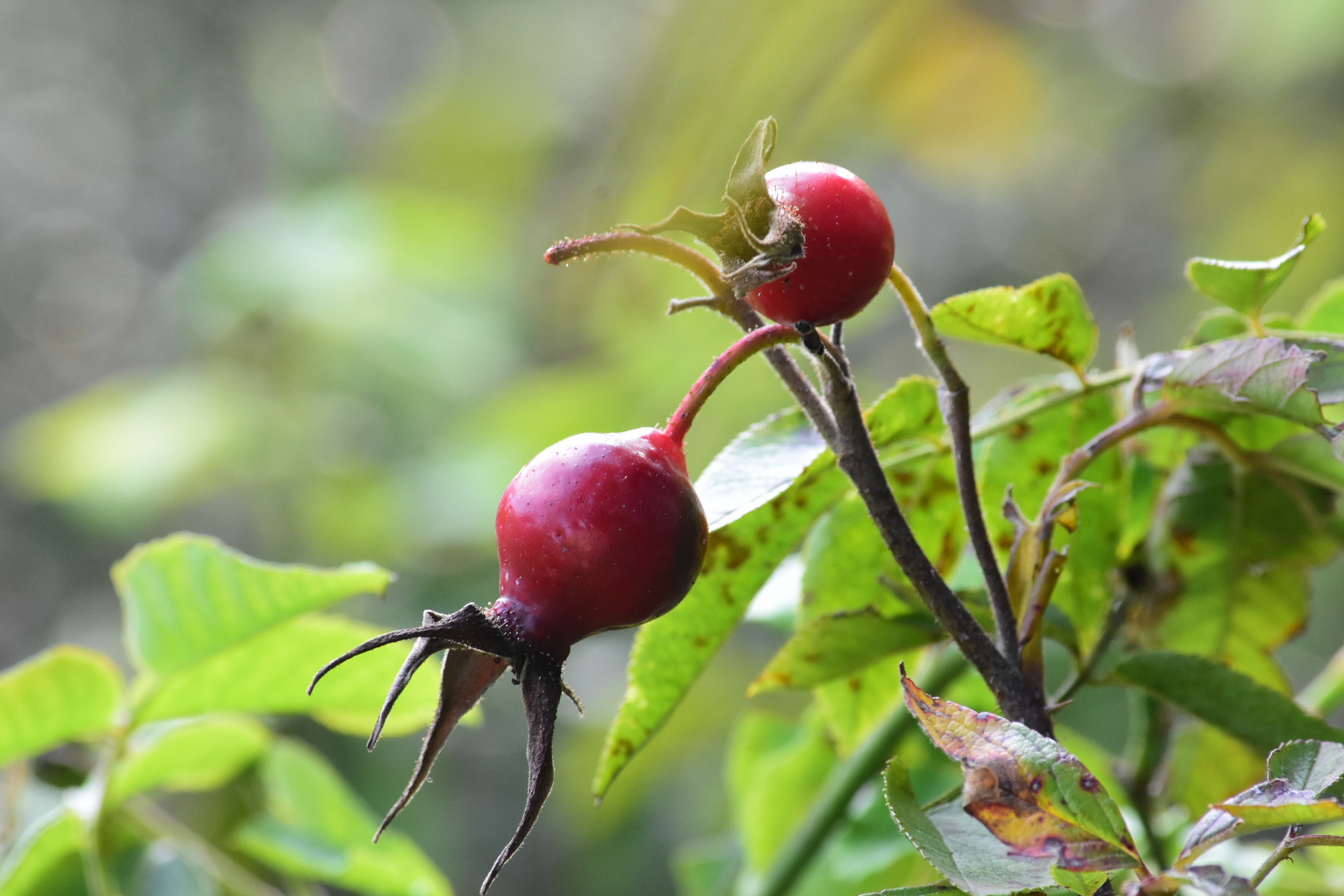 ‘Calocarpa’