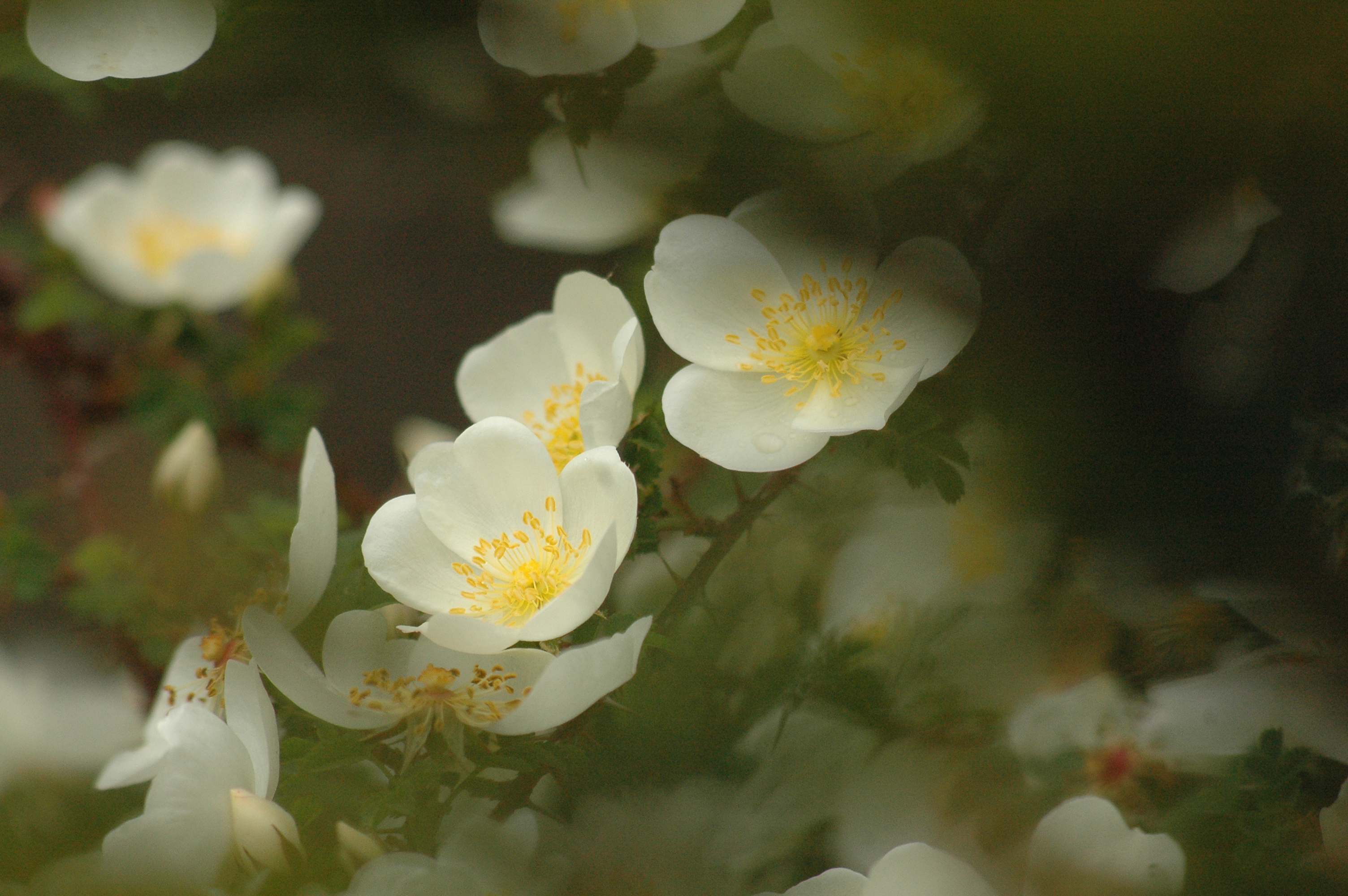 ‘Dunwich Rose’