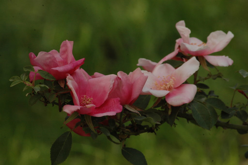 ‘Lijang Rose’ (Ibrido di Rosa gigantea)