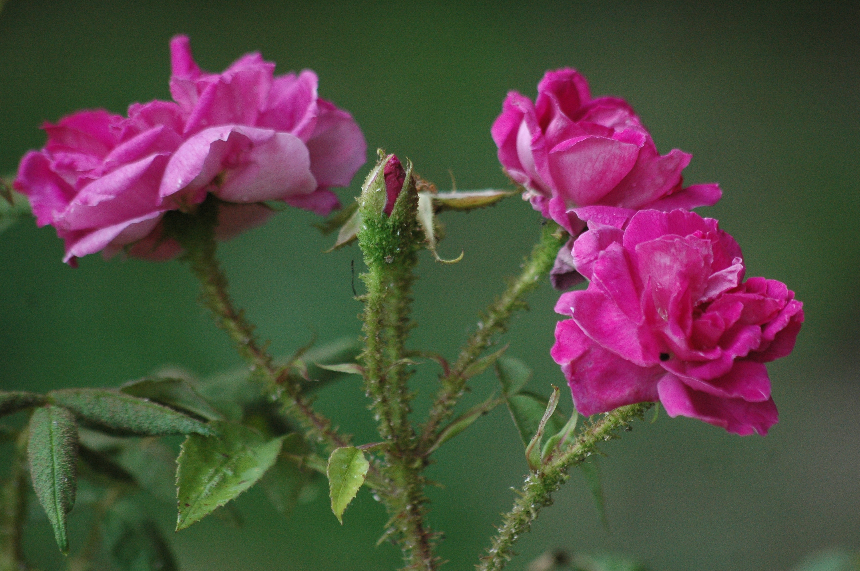 ‘Mousseux du Japon’