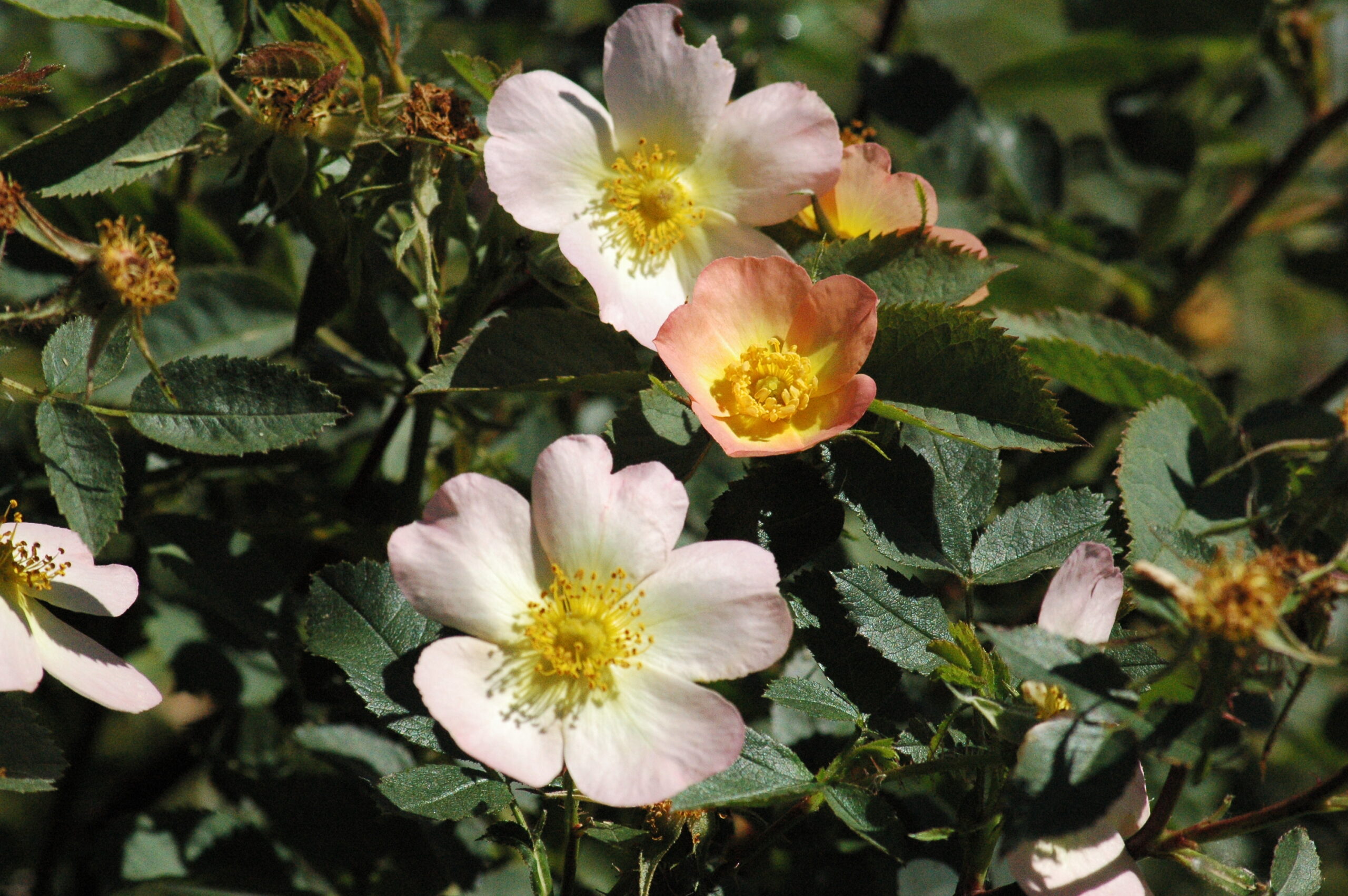 ‘Lord Penzance’