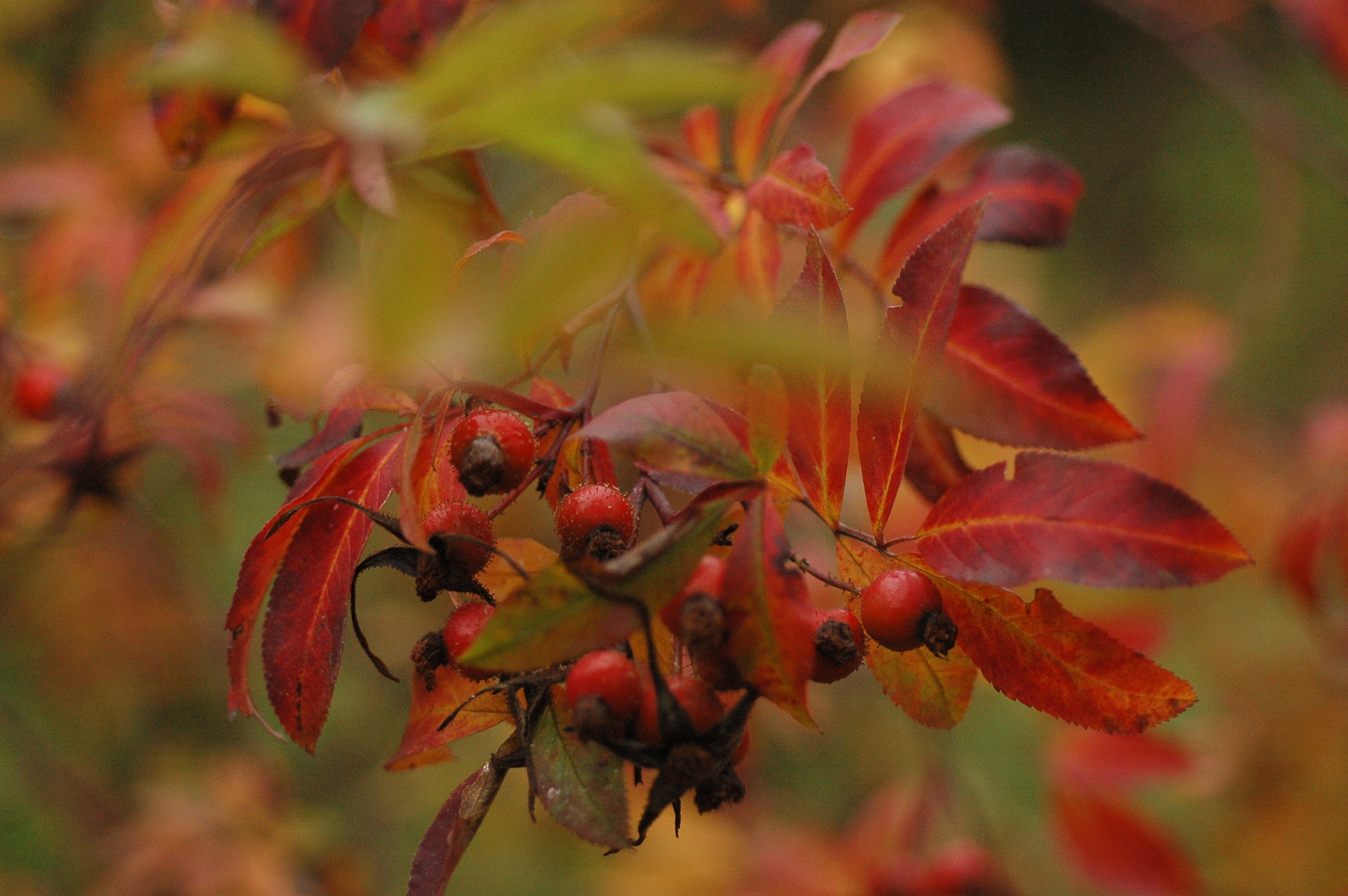Rosa palustris