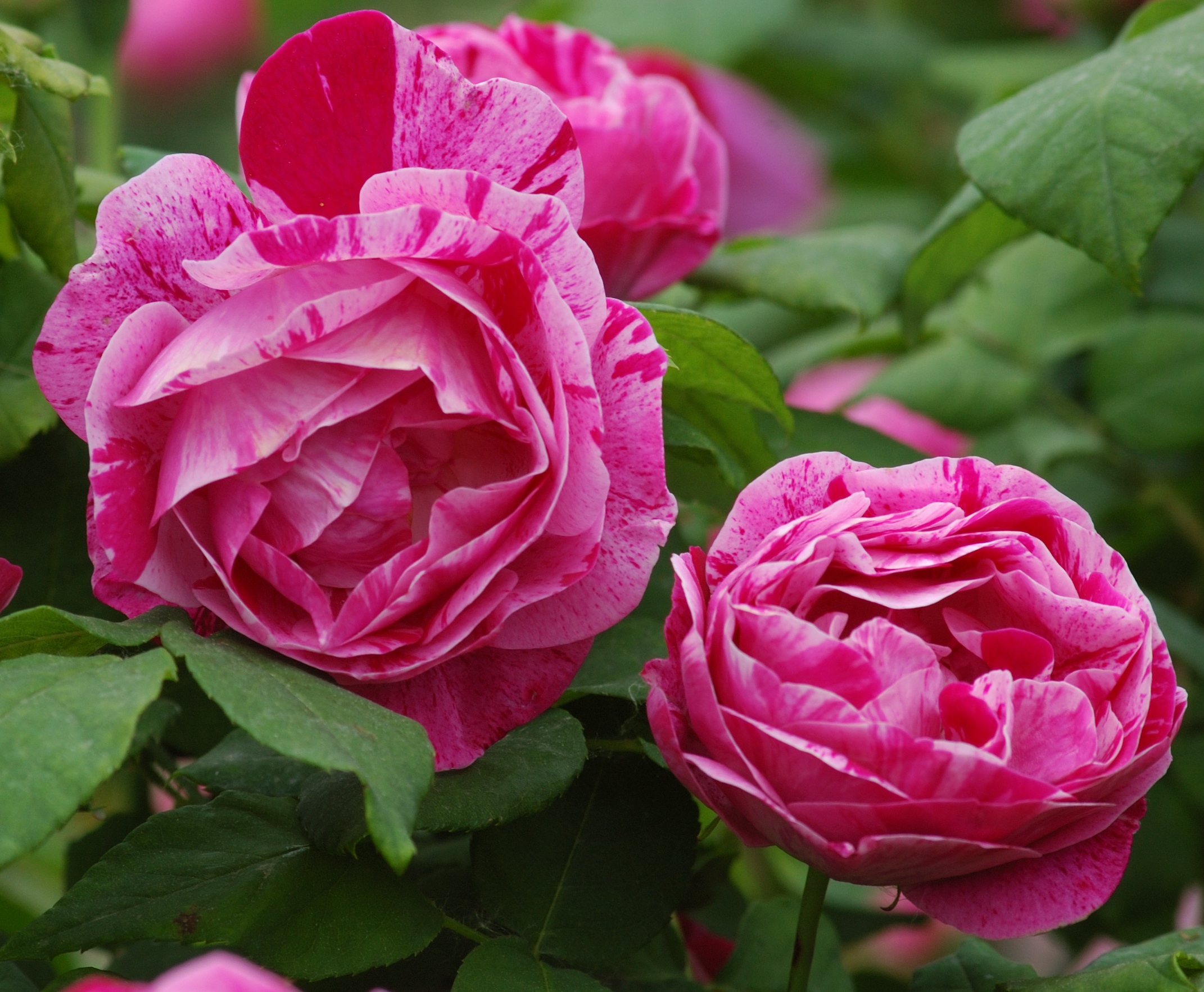 ‘Ferdinand Pichard’