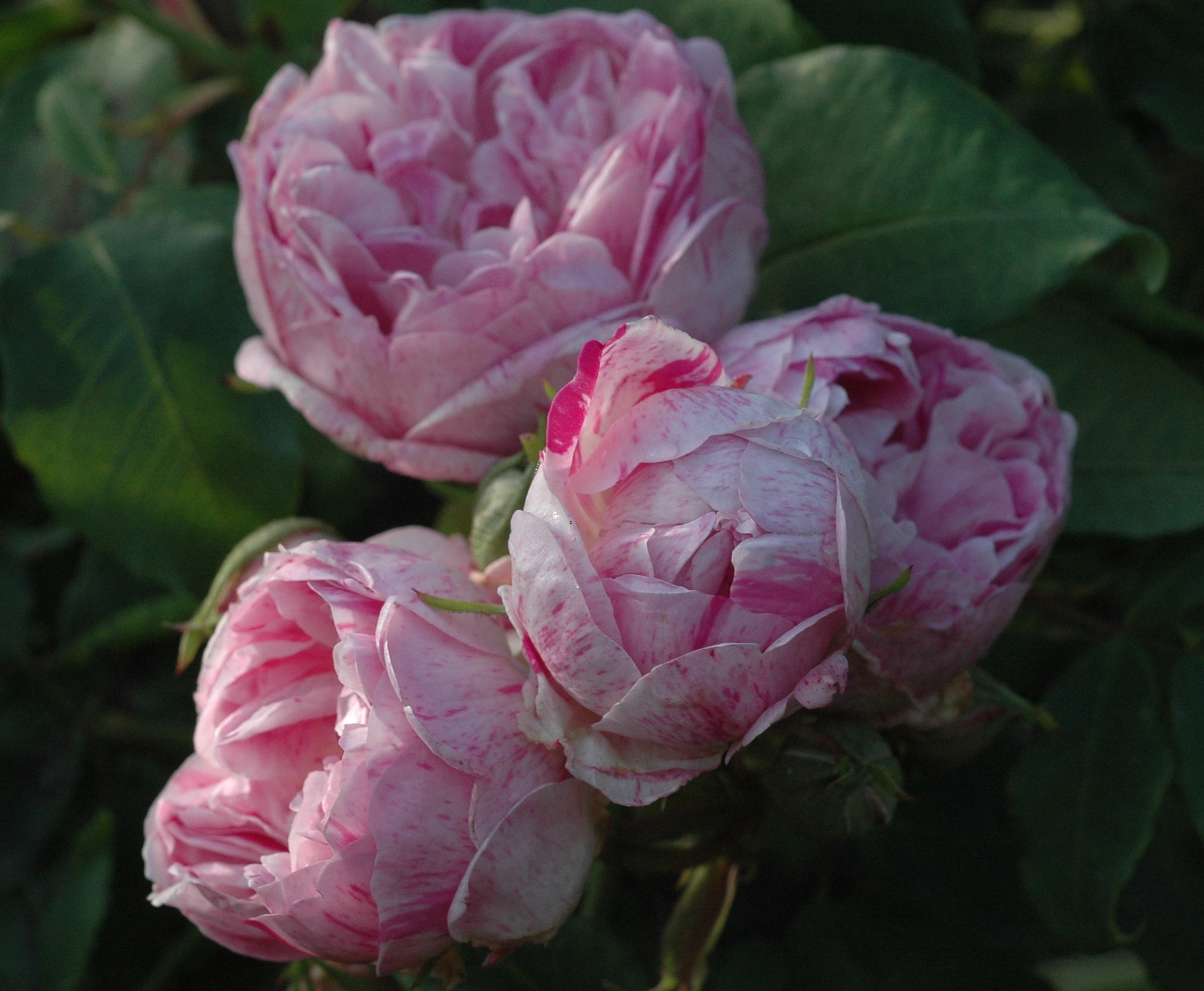 ‘Honorine de Brabant’