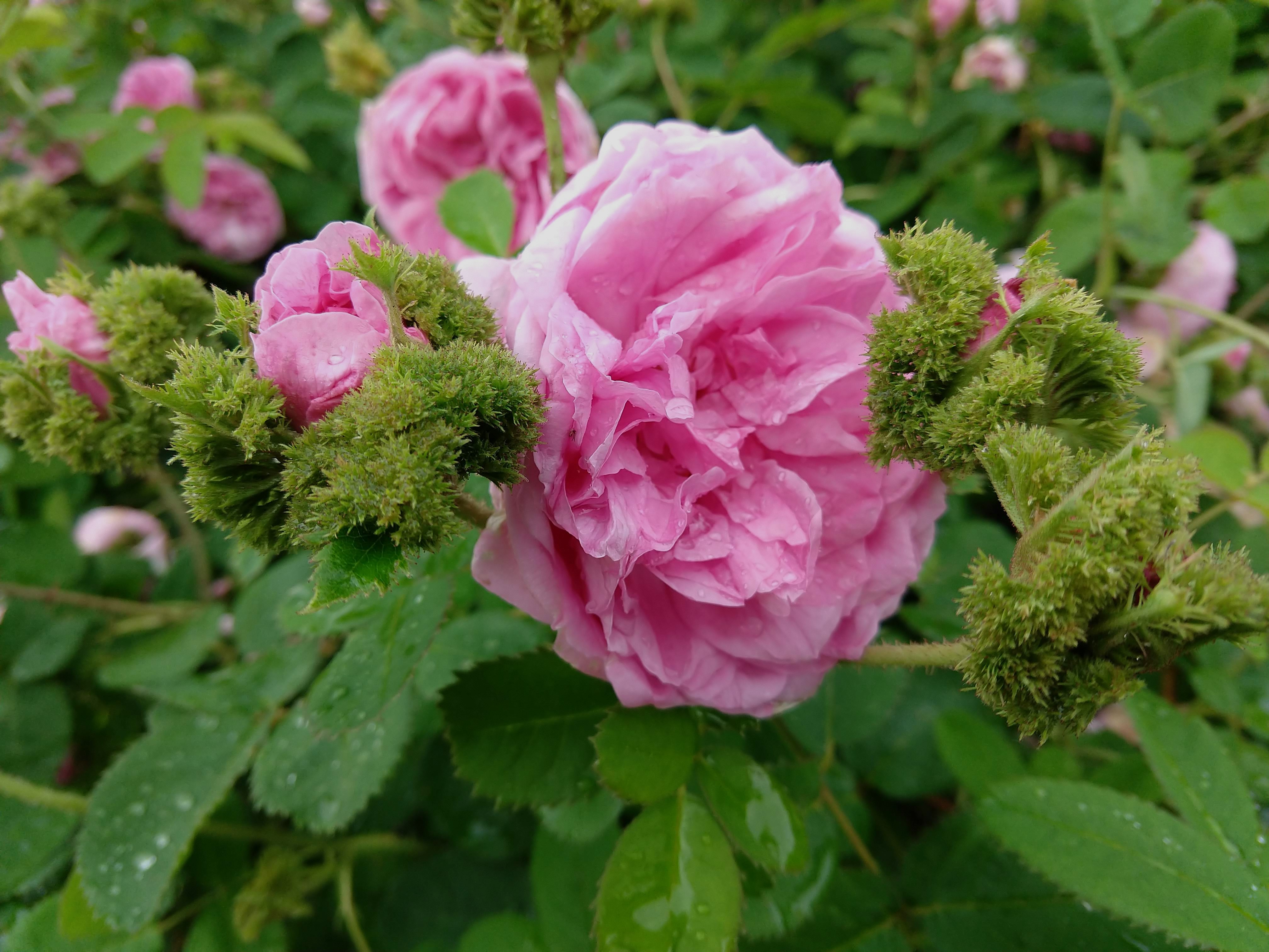 ‘Chapeau de Napolèon’