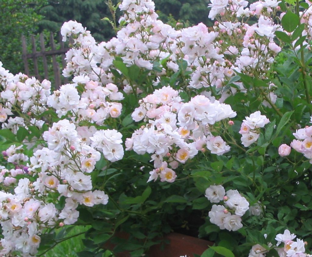 Rosa chinensis minima