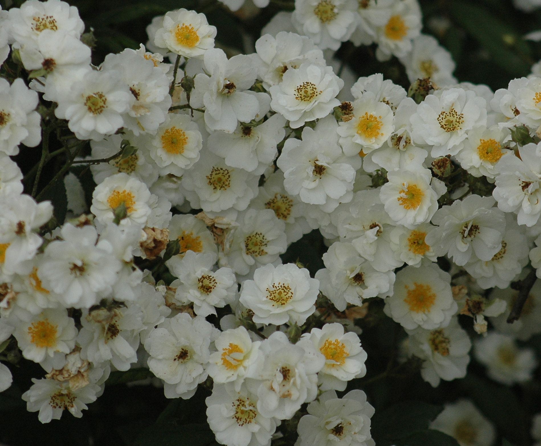 ‘Rambling Rector’