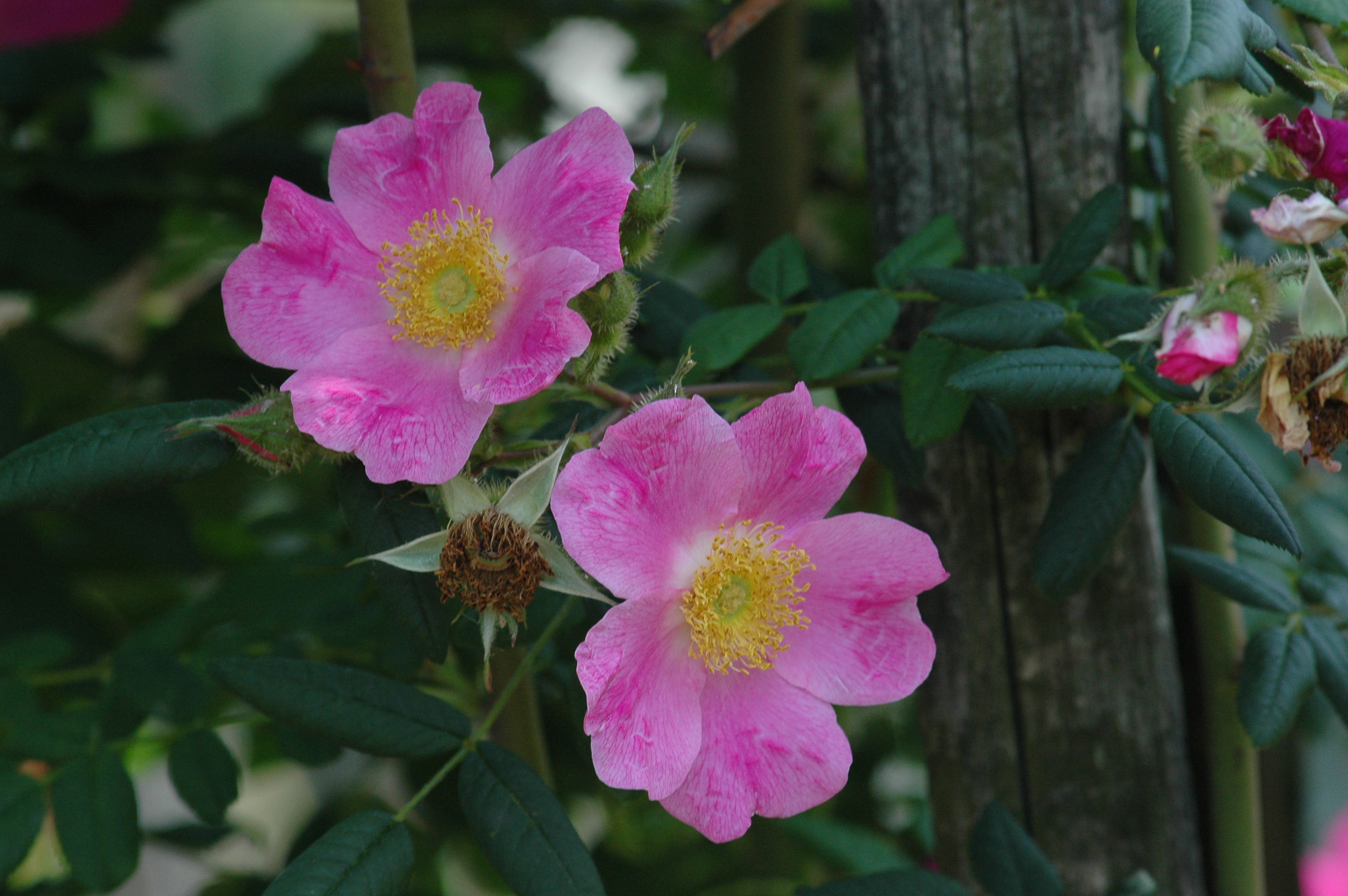 ‘Coryana’