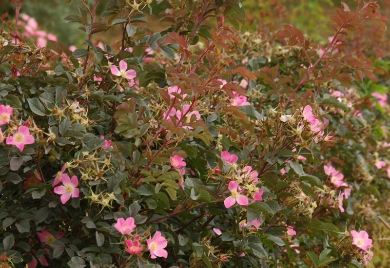 Rosa glauca (Rosa rubrifolia)