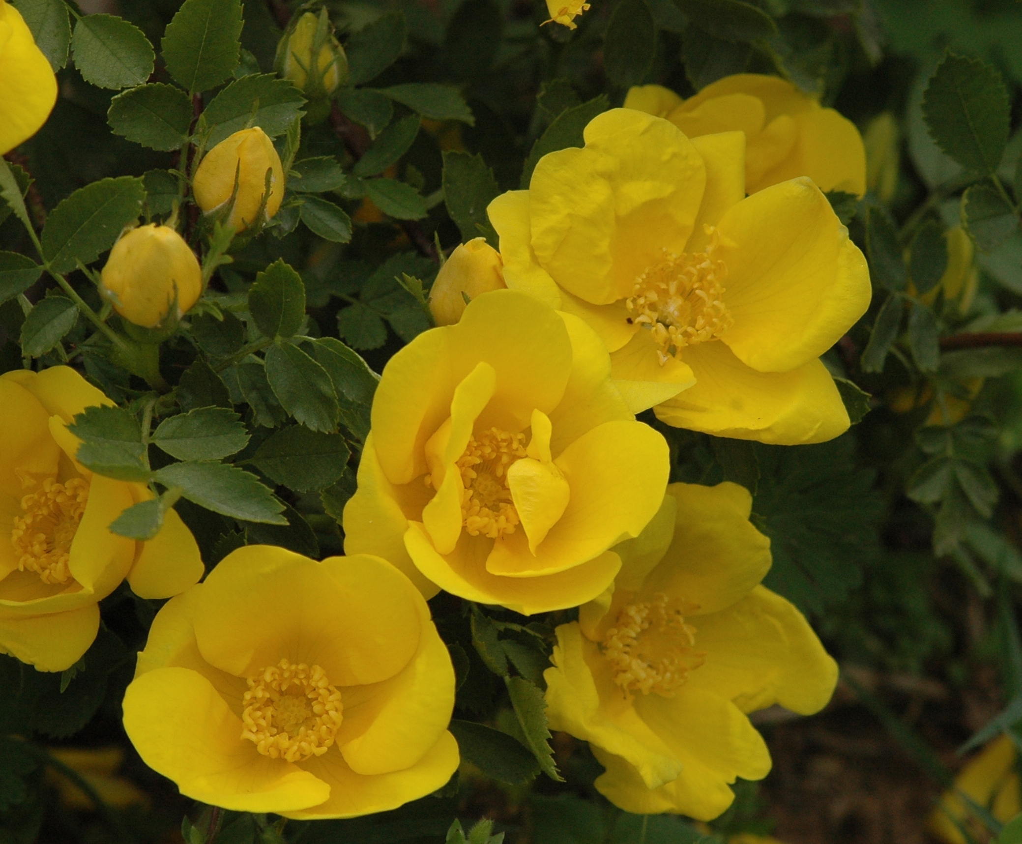 Rosa foetida (Rosa lutea)