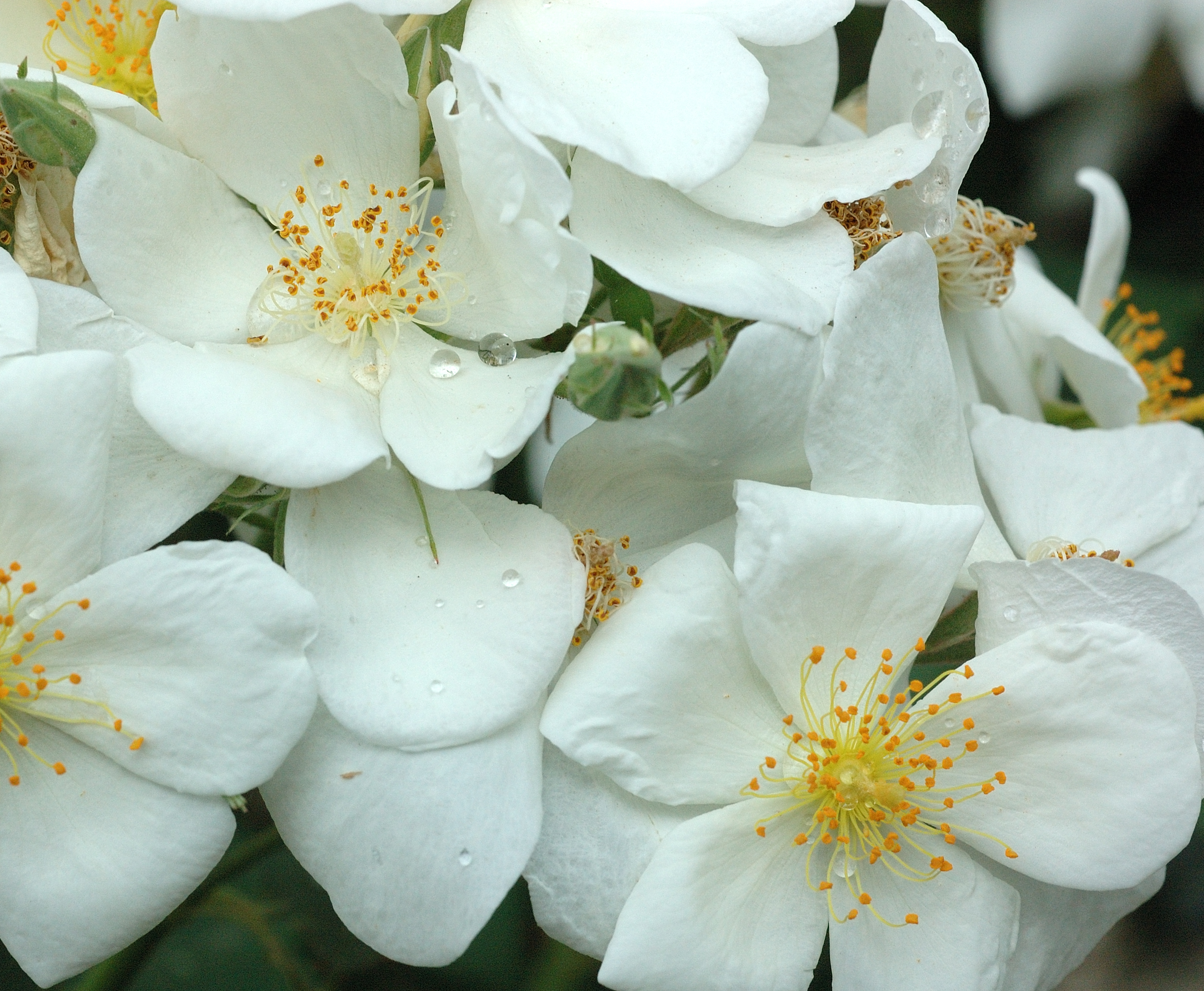 Rosa moschata