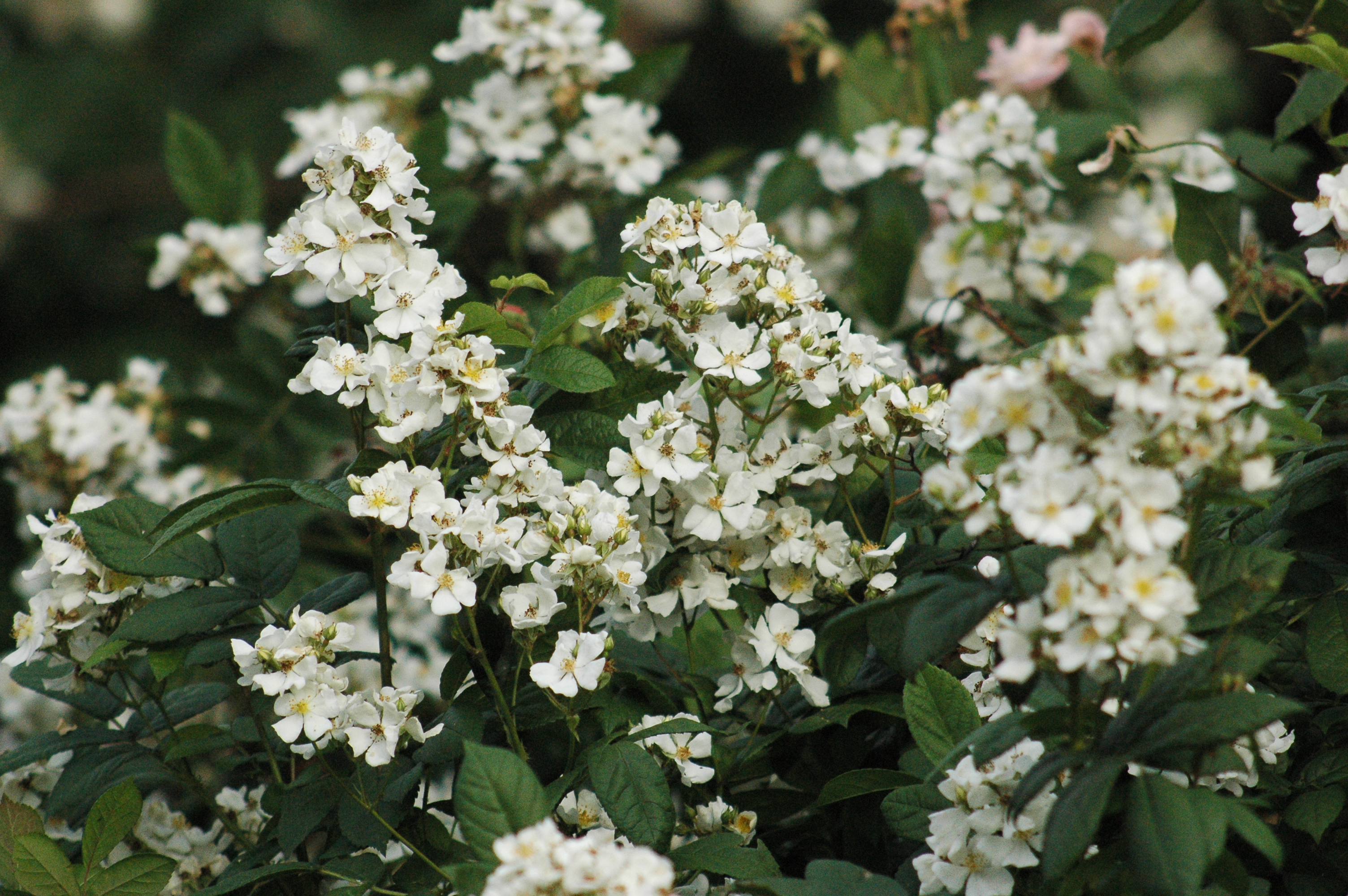 Rosa multiflora ‘Nana’