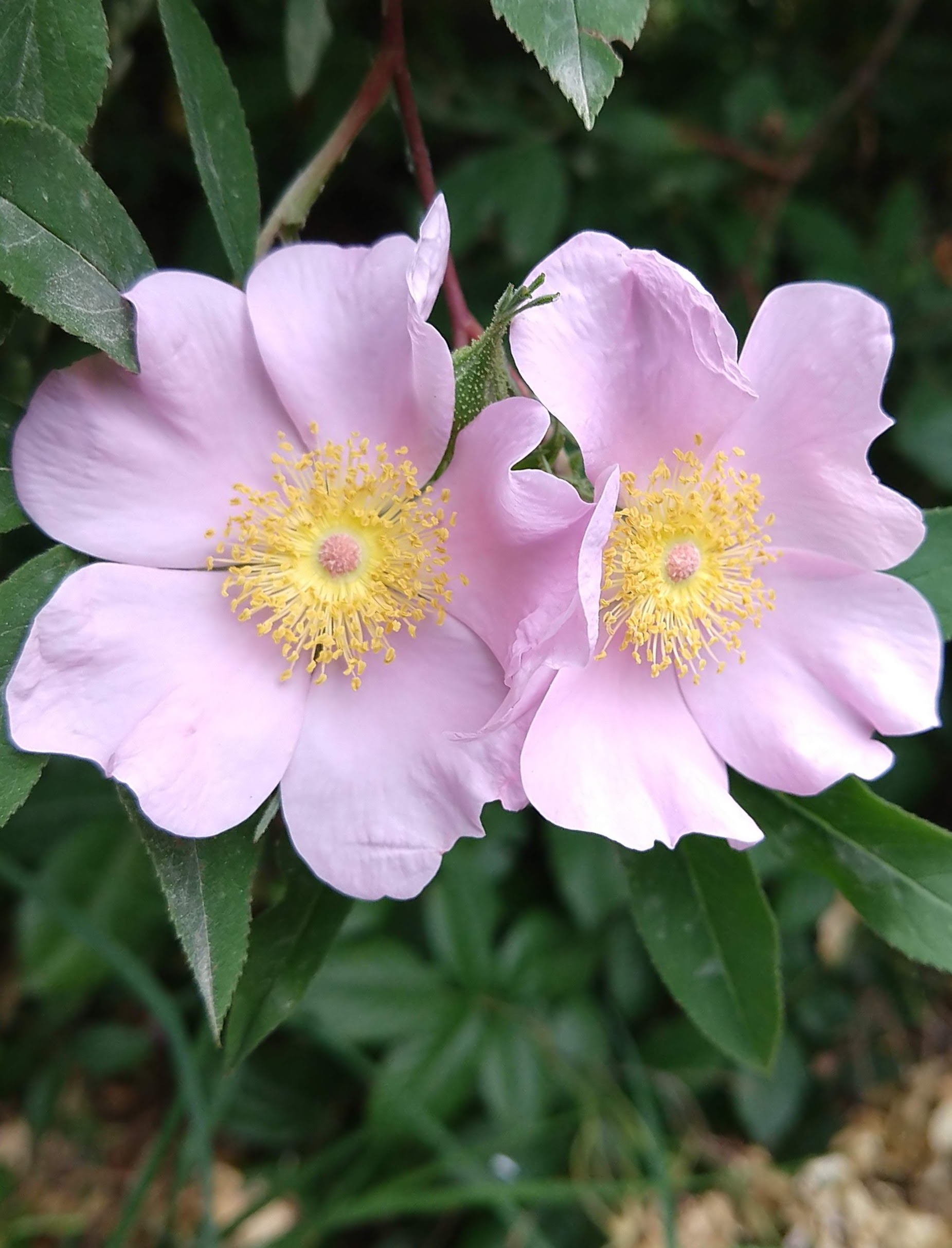 Rosa palustris