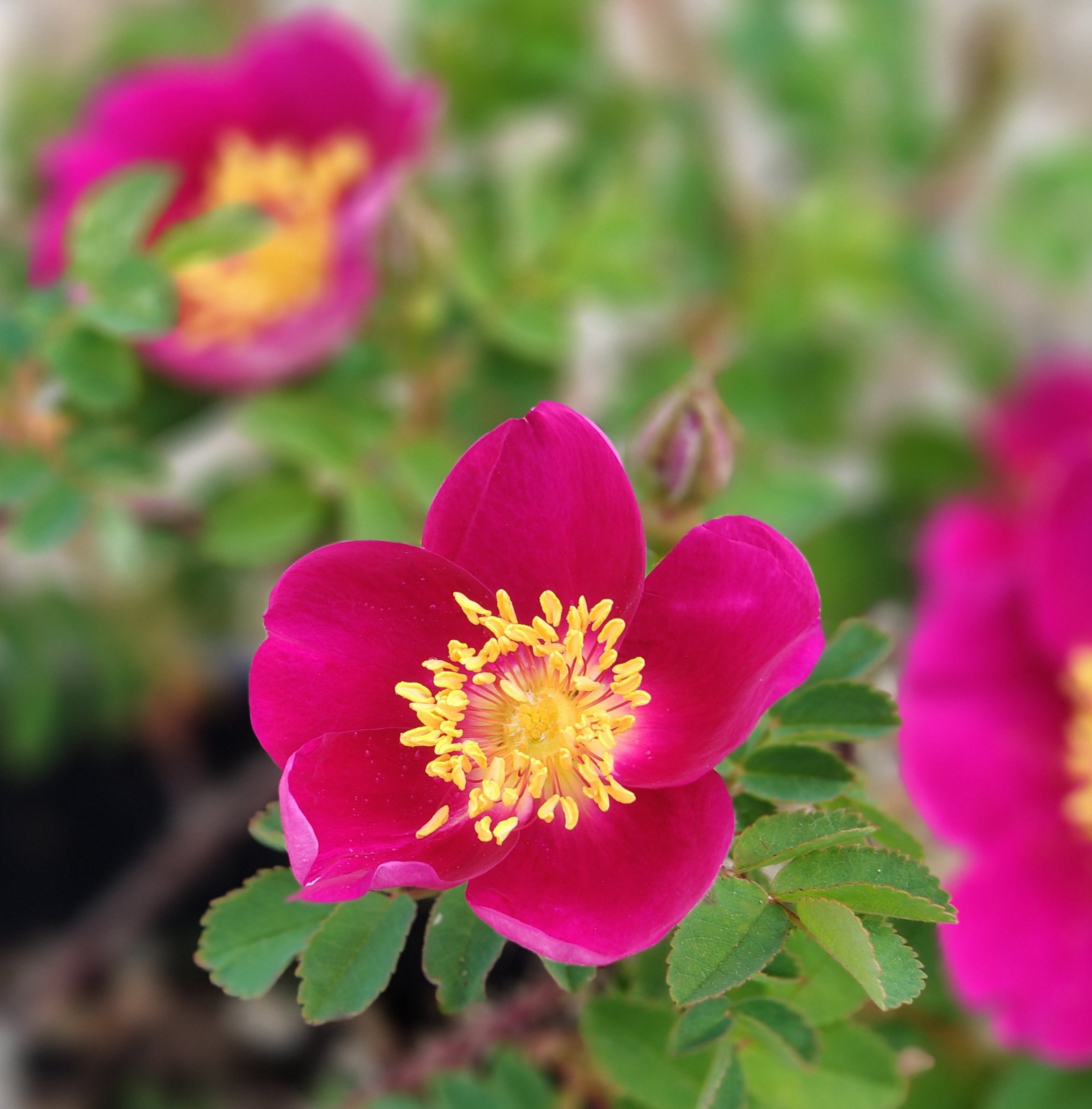‘Single Cherry’