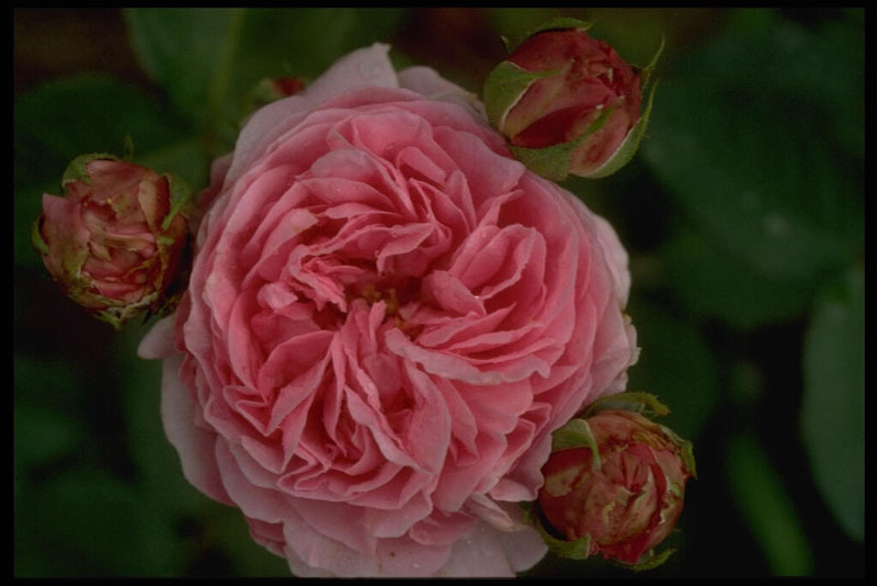 ‘Louise Odier’