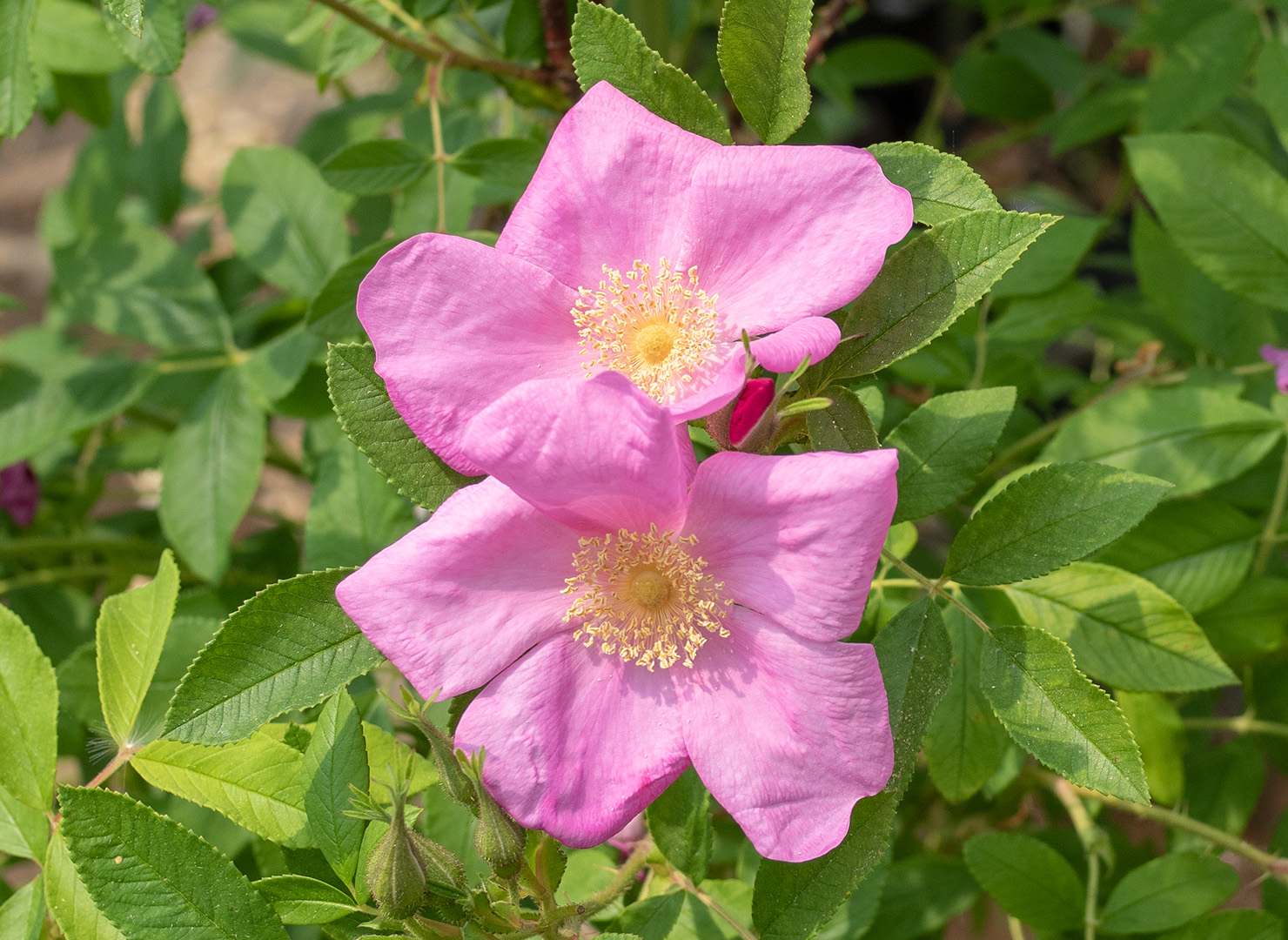‘Calocarpa’