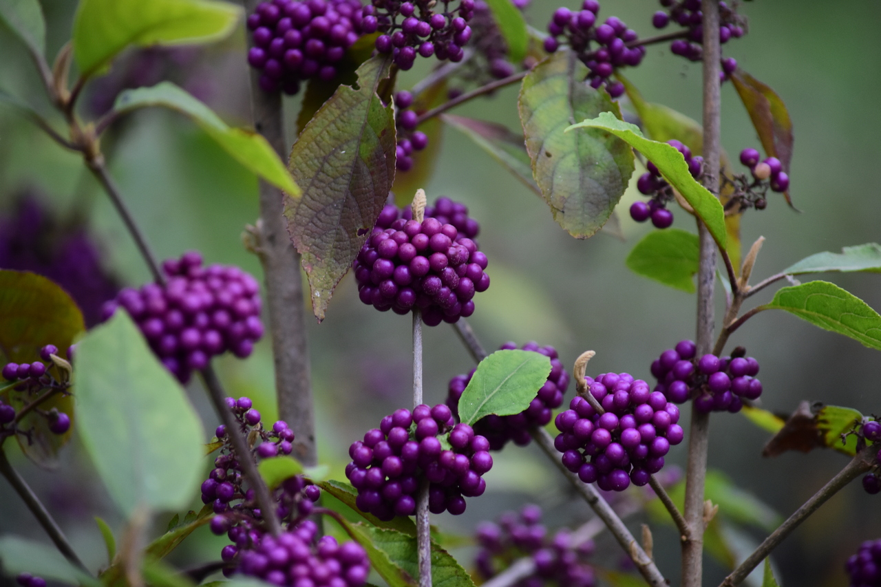 Callicarpa bodinieri ‘Imperial Pearl’