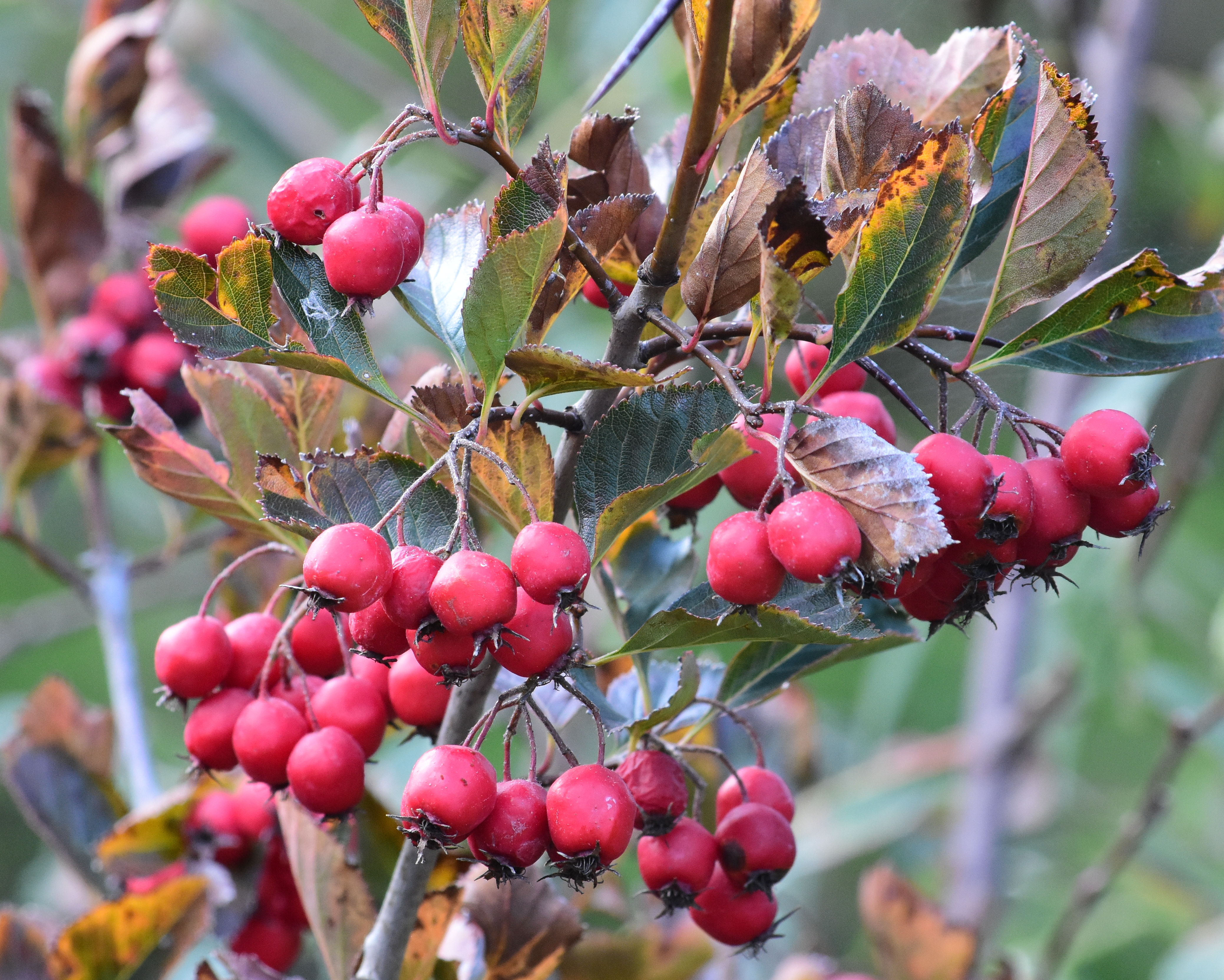 Crataegus prunifolia ‘Splendens’