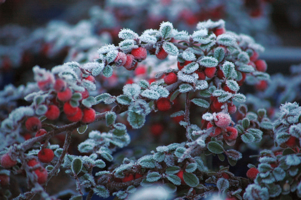 Cotoneaster microphyllus ‘Streib’s Findling’