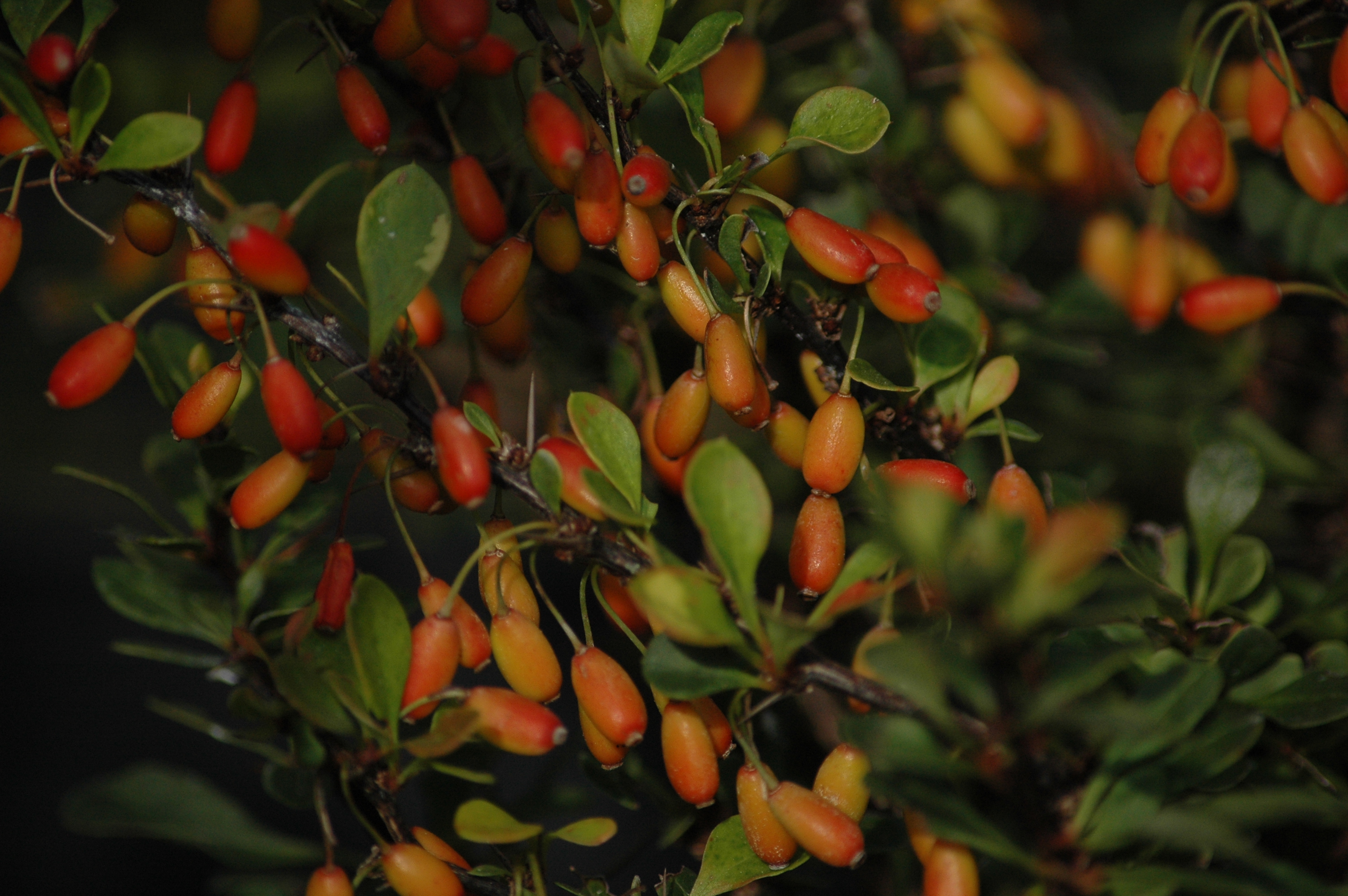 Berberis thumbergii ‘Kobold’