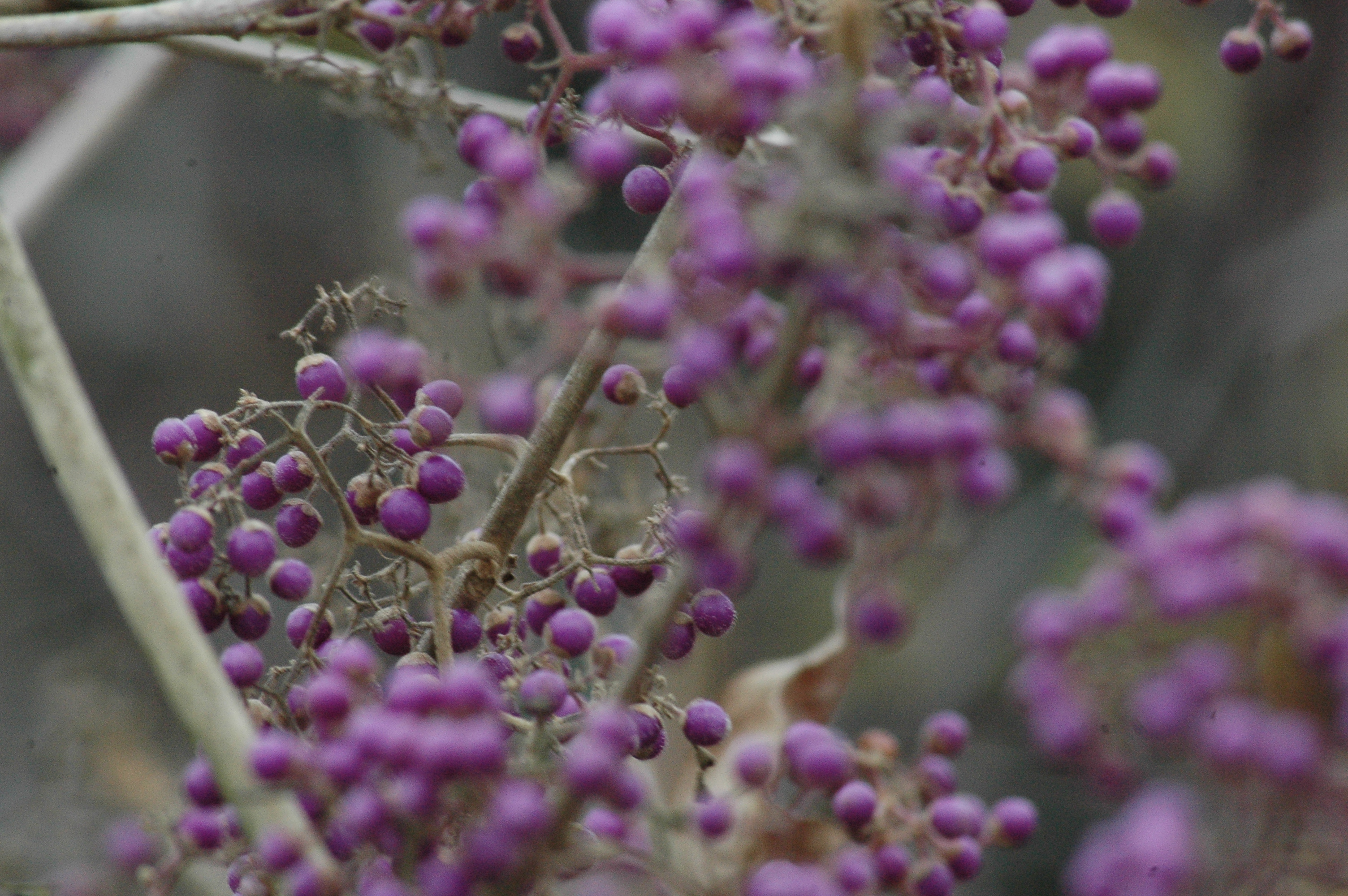 Callicarpa cathayana
