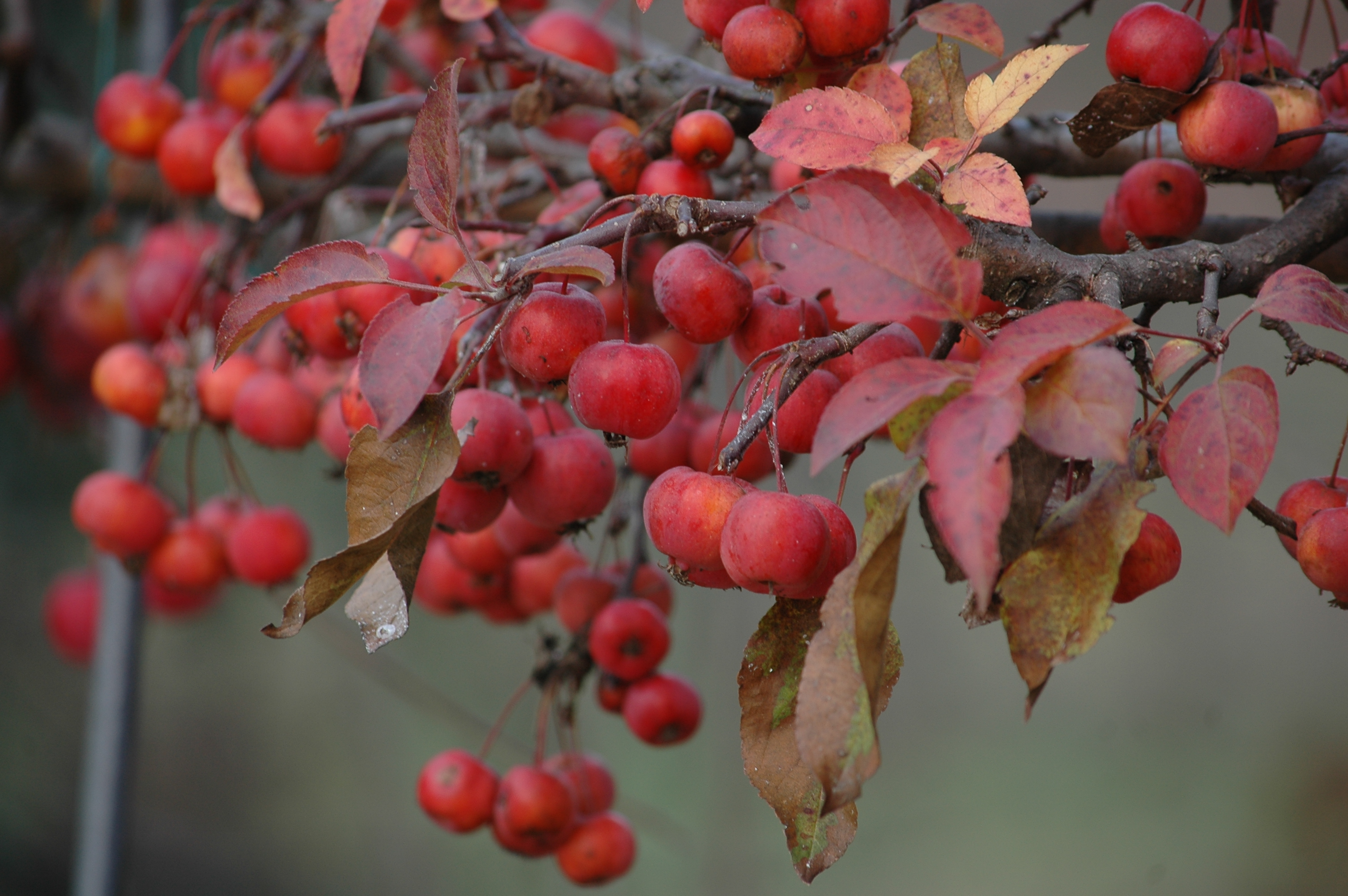Malus ‘Evereste’