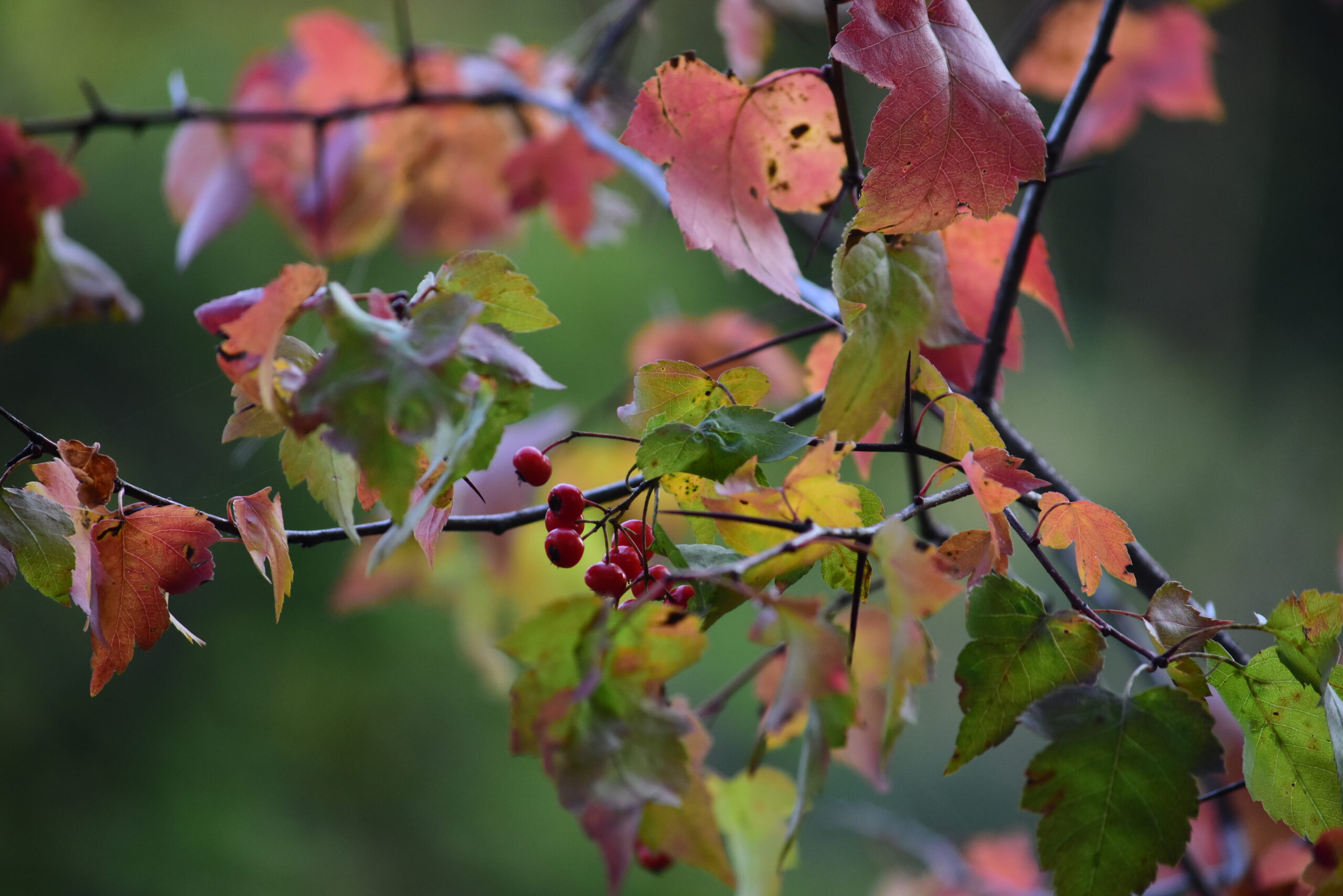 Crataegus phaenopyrum