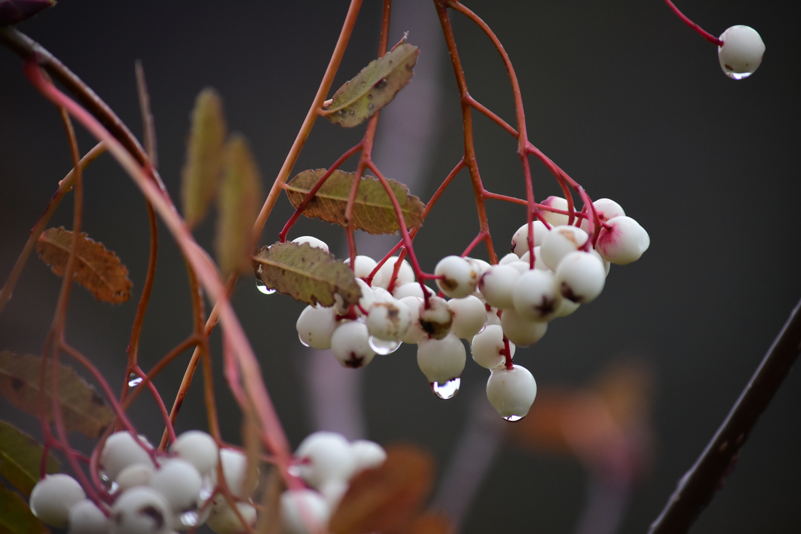 Sorbus cashmiriana