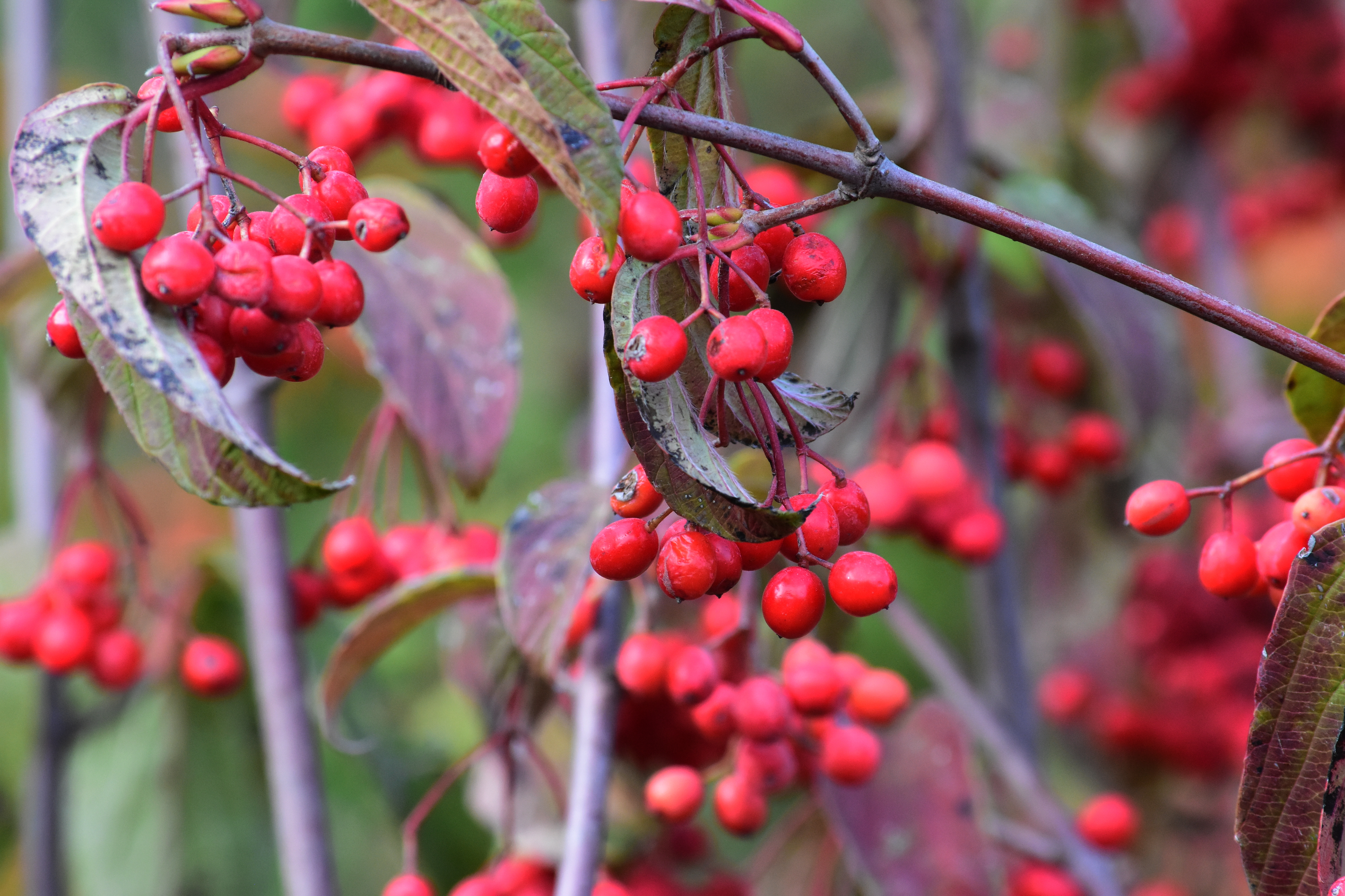 Viburnum setigerum