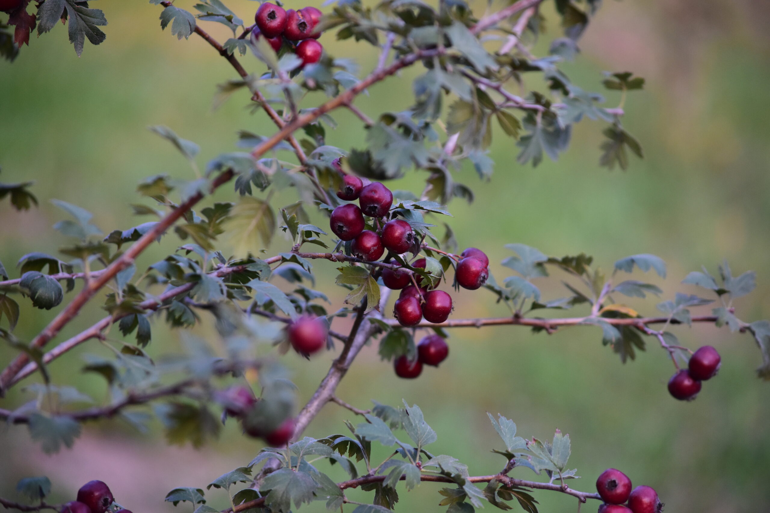 Crataegus schraderiana